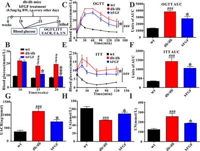 The Protective Effect of Basic Fibroblast Growth Factor on Diabetic Nephropathy Through Remodeling Metabolic Phenotype and Suppressing Oxidative Stress in Mice